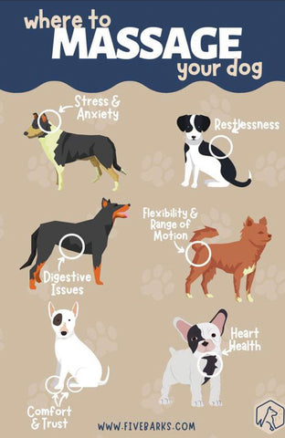 Illustration an welchen Stellen man seinen Hund massieren kann