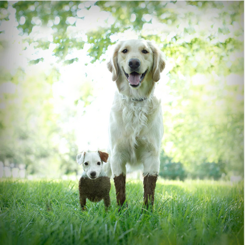 Foto von Ron Schmidt Hundefotografie - großer Hund und kleiner Hund beide schmutzig