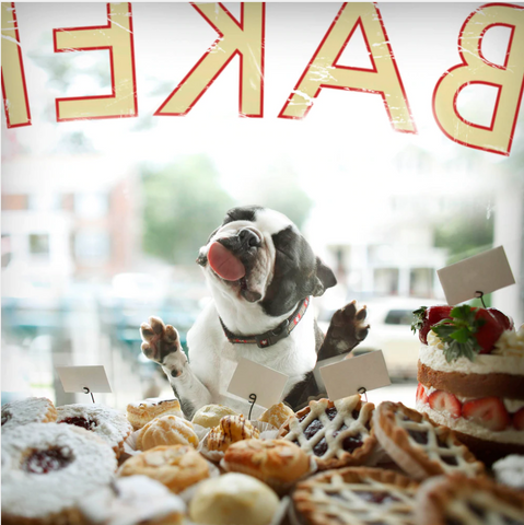 Foto von Ron Schmidt - Boston Terrier leckt an Schaufensterscheibe einer Bäckerei