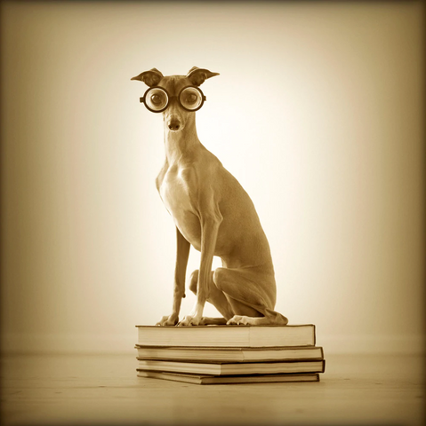 Foto von Ron Schmidt - Windhund mit Brille sitzt auf einem Stapel Bücher