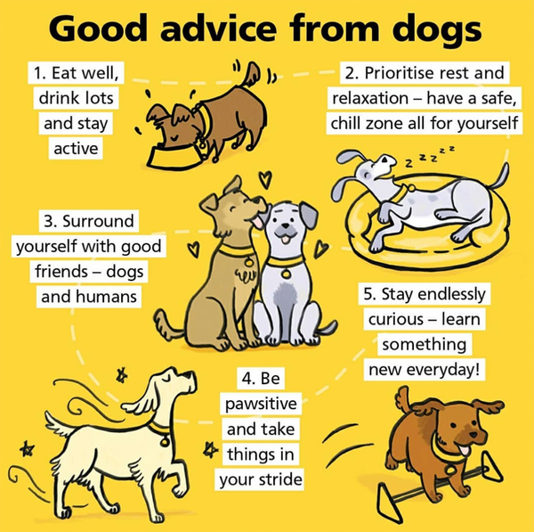 Hunde Ratschläge für ein glückliches Leben