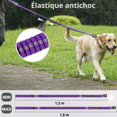 laisse-pour-chien-antichoc