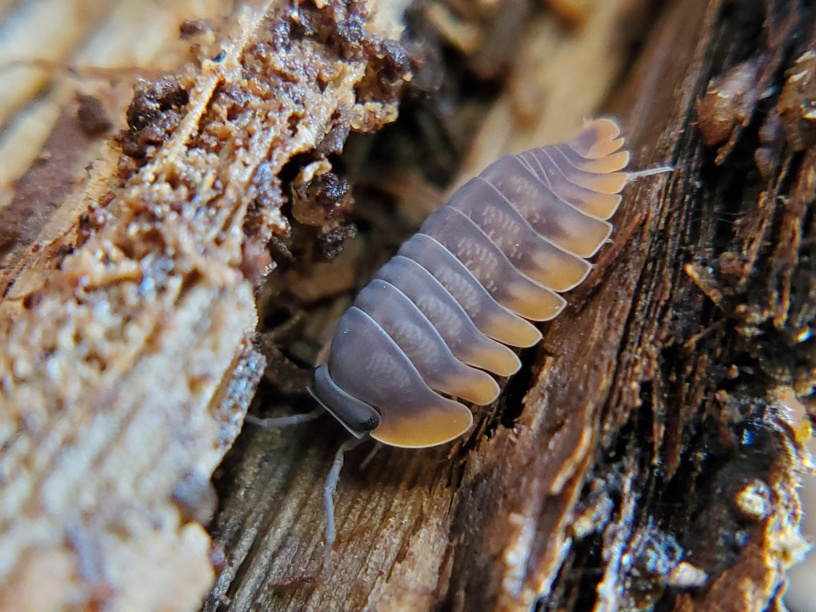 Isopods & Springtails - Reptile Deli Inc.