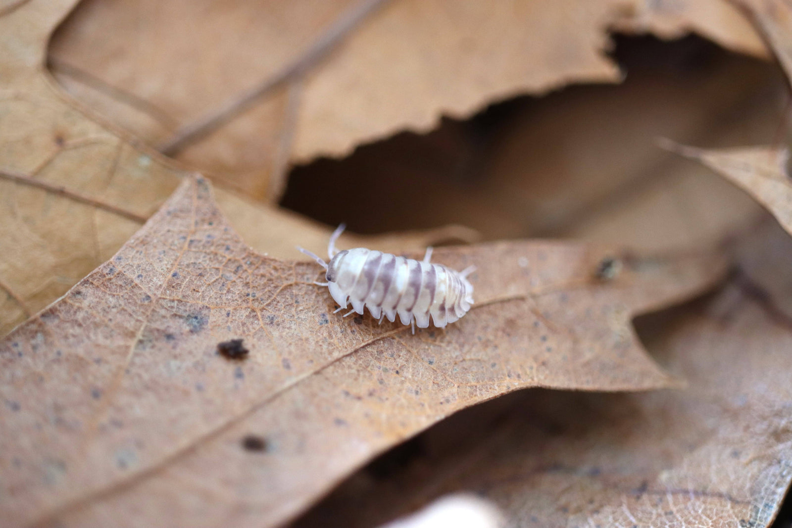 Isopods & Springtails - Reptile Deli Inc.