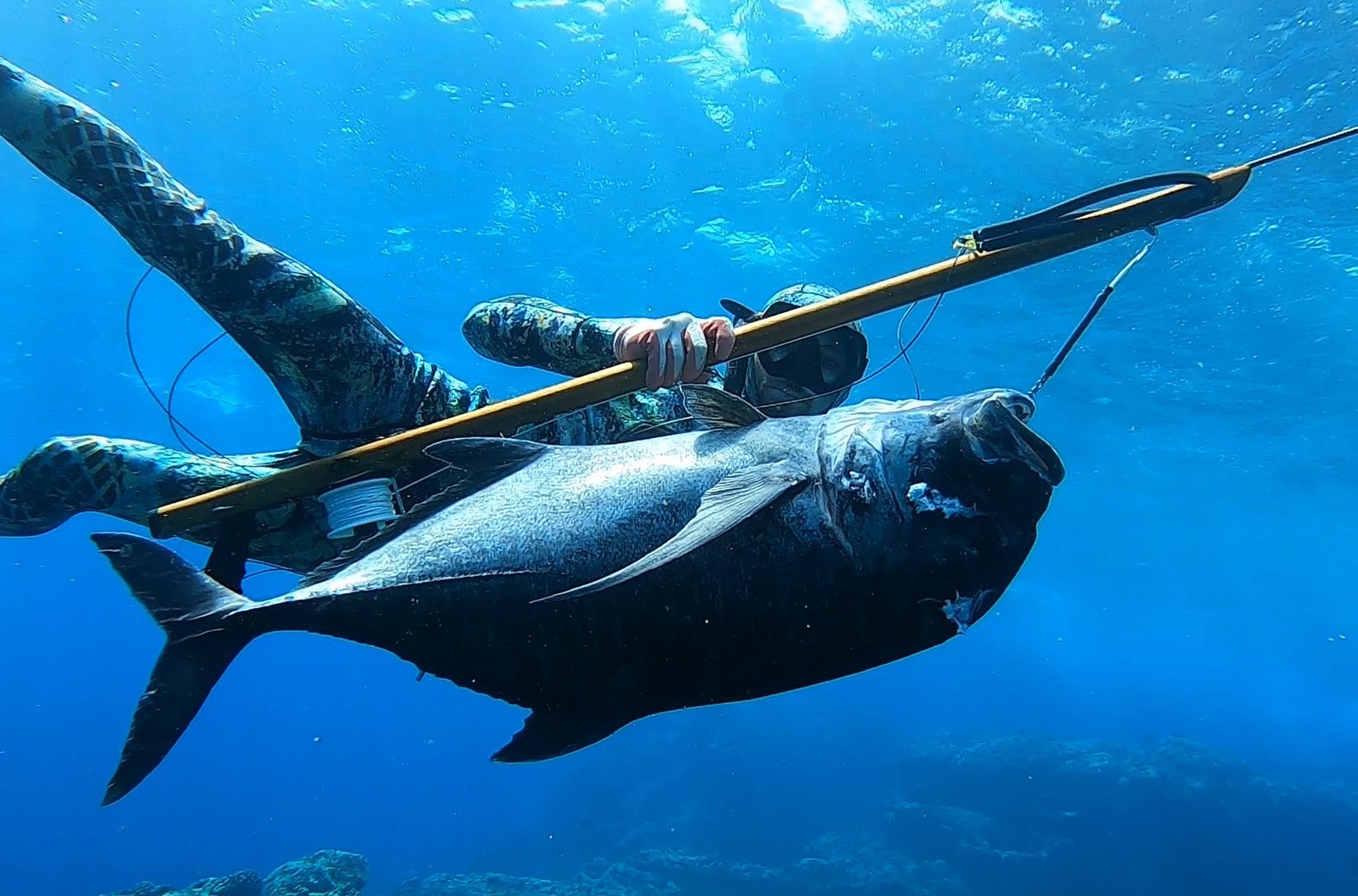 Matt Meola spearfishing