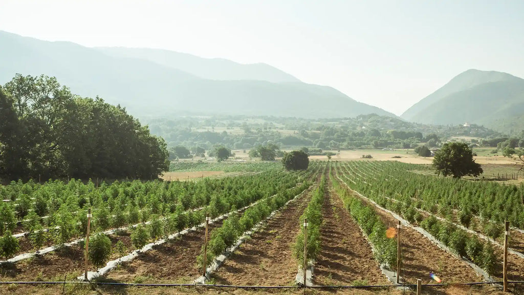 campi abruzzesi