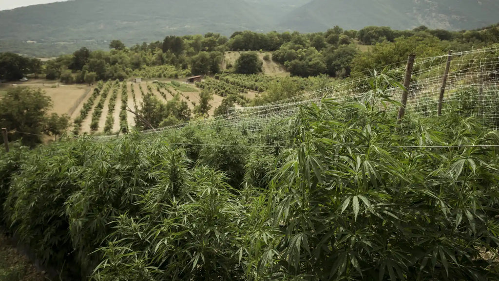 hemp-supply-chain