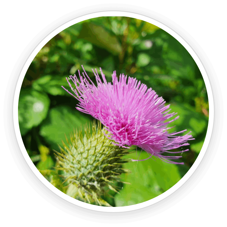 Aizen Power Ingredients Milk Thistle.png__PID:74ce100c-c364-4d15-b33a-56ebad4c78a0