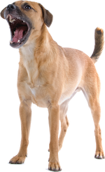 BarxBuddy Ultrasonic Dog Trainer 3.png__PID:7ec2a699-c398-42ae-9f99-42a741013f3d