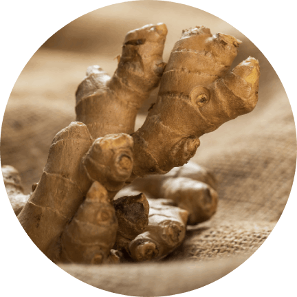 Chinese Ginseng.png__PID:913cea2d-6d77-4c89-bccf-ca1dac8211d7