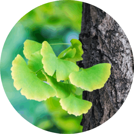 Ginkgo Biloba.png__PID:ea2d6d77-fc89-4ccf-8a1d-ac8211d7545a