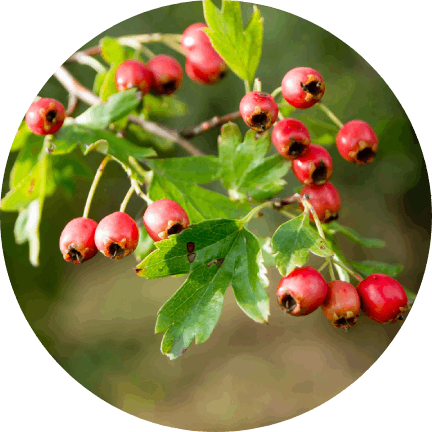 Hawthorn.png__PID:cfca1dac-8211-4754-9a30-42f4a6c2121e