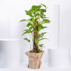 Jute Wrapped Epipremnum Aureum Plant