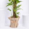 Jute Wrapped Epipremnum Aureum Plant