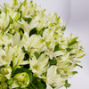 White Alstroemeria 30 Roses In Vase