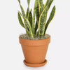 Air Purifying Sansevieria Plant In Nursery Pot