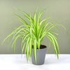 Chlorophytum or Spider Plant