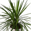 Evergreen Yucca Plant White Pot