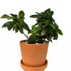 Gardenia Plant Mud Pot