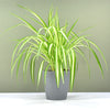 Chlorophytum or Spider Plant