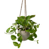 Hanging Epipremnum Aureum Plant Pot