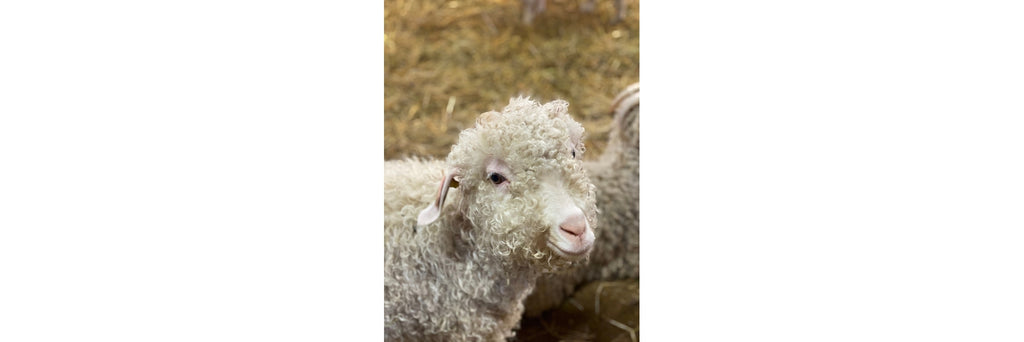 all about mohair breeding