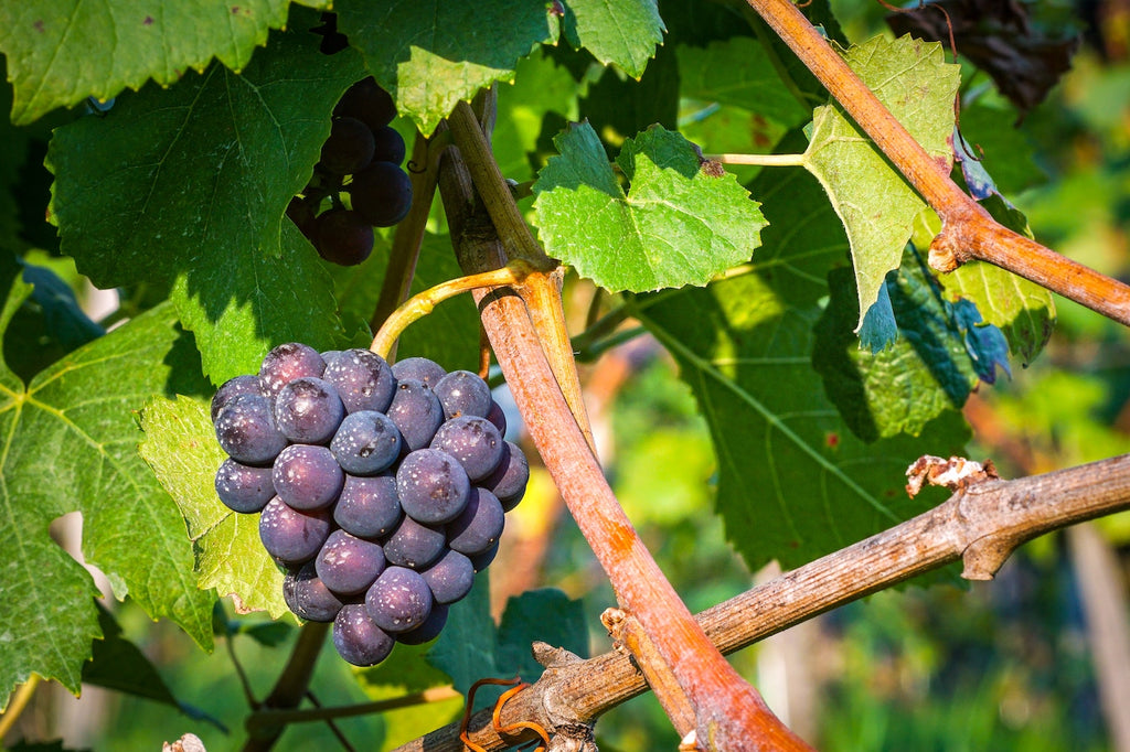 Rebsorten Synonyme Blauburgunder Pinot Gris