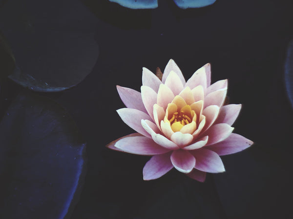 Lotus Flower Color Chart