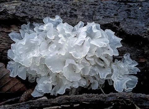 tremella mushroom My Beauty Luv