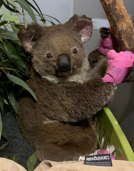 Koala Anwen from Port Macquarie Koala Hospital