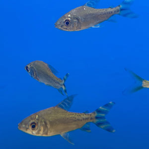 Flagtail Prochilodus - J4 aquatics