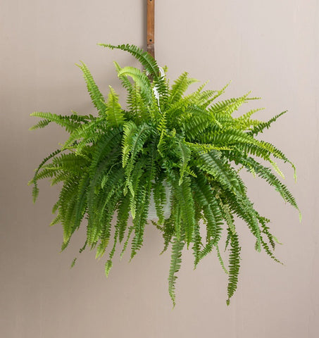 Boston Fern