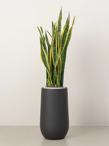 Snake Plant (Sansevieria Trifasciata )