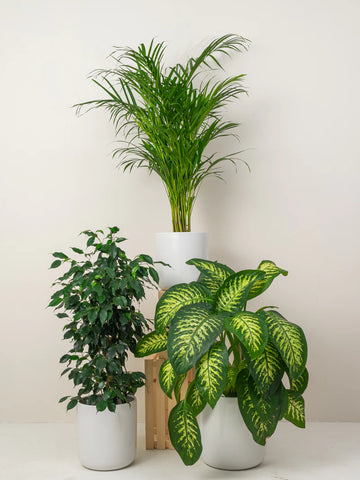 Home Decorating Plants