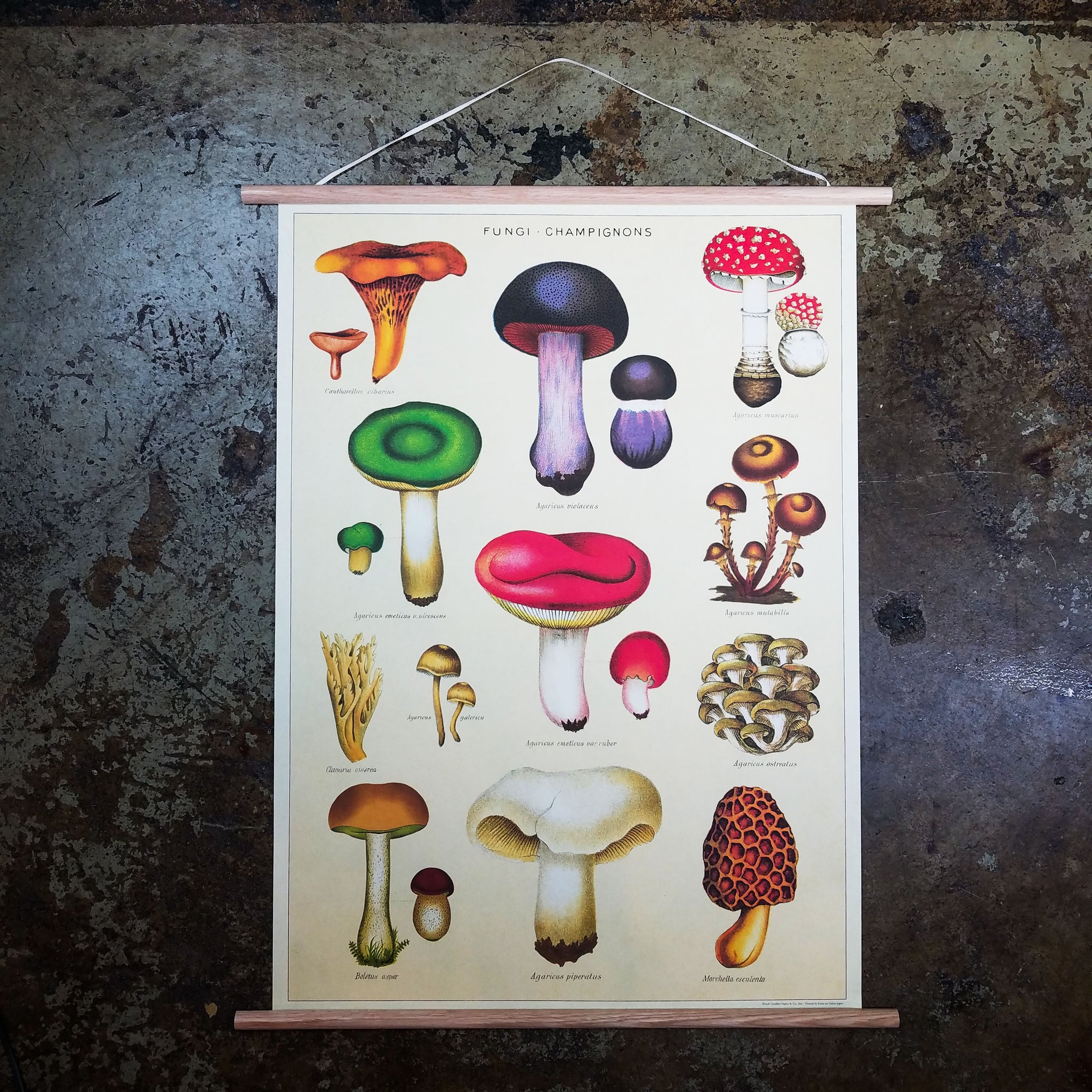 Mushroom Chart All Mushroom Info