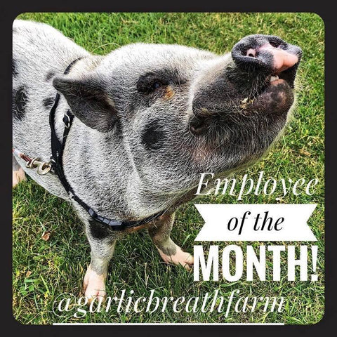 Employee of the month, Kevin Bacon Pferschy, Sharon's pet pig at Garlic Breath Farm.
