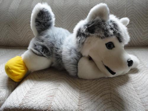 large stuffed husky