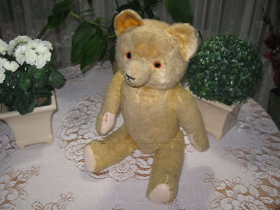 german teddy bear