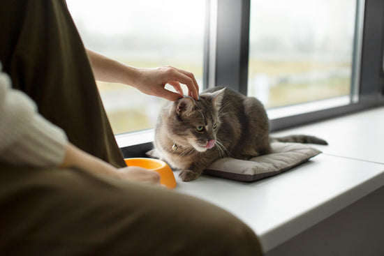 pienso gatos esterilizados