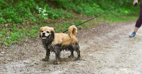 Kleiner Hund steht im Schlamm