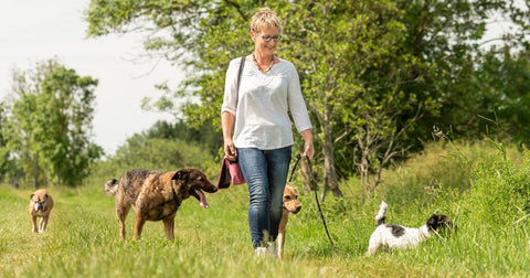 Hunde in der Pubertät können sehr schwierig sein!