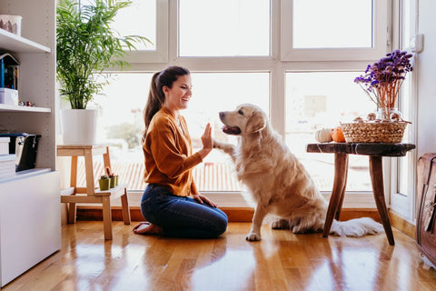 Hundefreundliches Zuhause gestalten