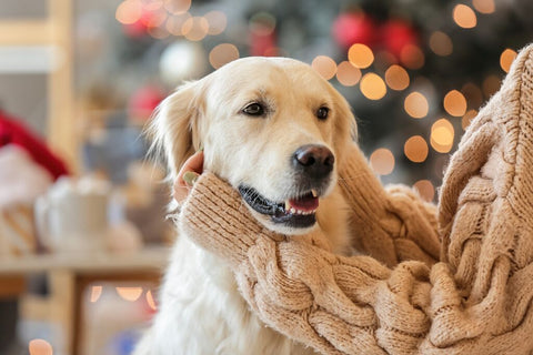 Weihnachten - die Sichtweise eines Hundes