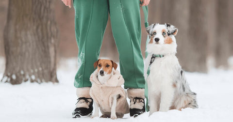 Hunde zittern nicht nur weil es kalt ist.