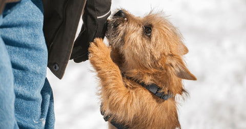 Tipps, wie du deinem Hund bei Trennungsangst helfen kannst