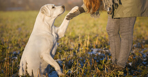 Labrador gibt Pfote