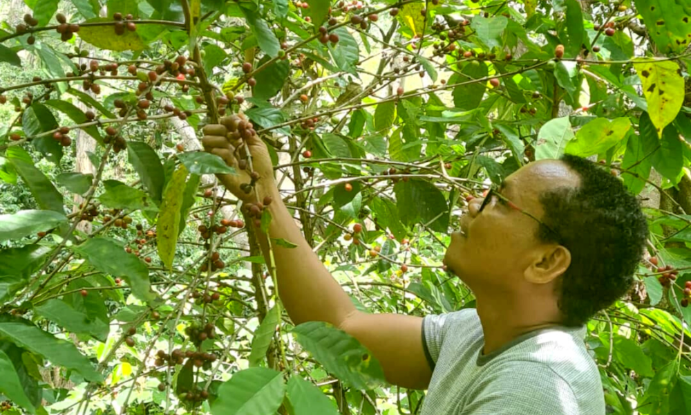 close up of timorese coffee farmer wearing glasses while harvesting coffee cherries of a flourishing coffee plant