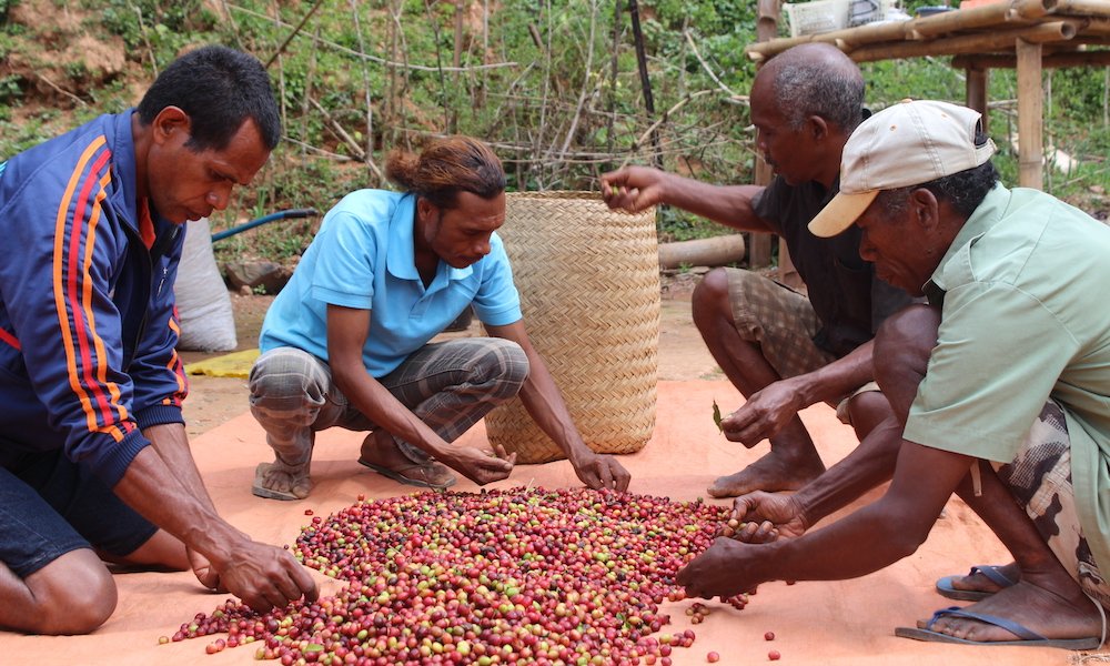 male coffee farmers in timor-leste sorting a pile of red coffee cherries on a brown tarp