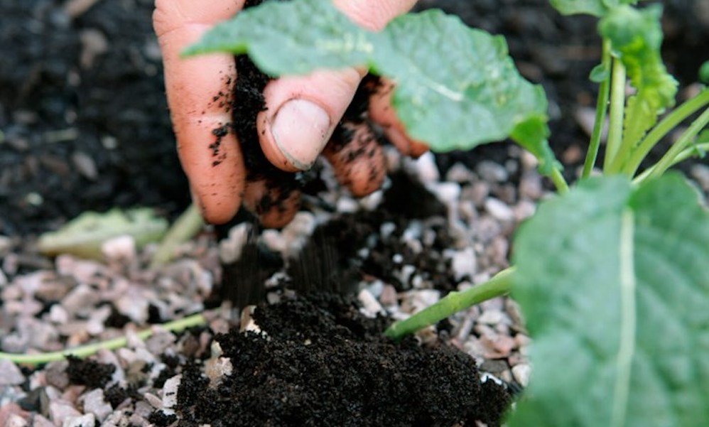 hand sprinkling coffee grounds on to seedling in garden