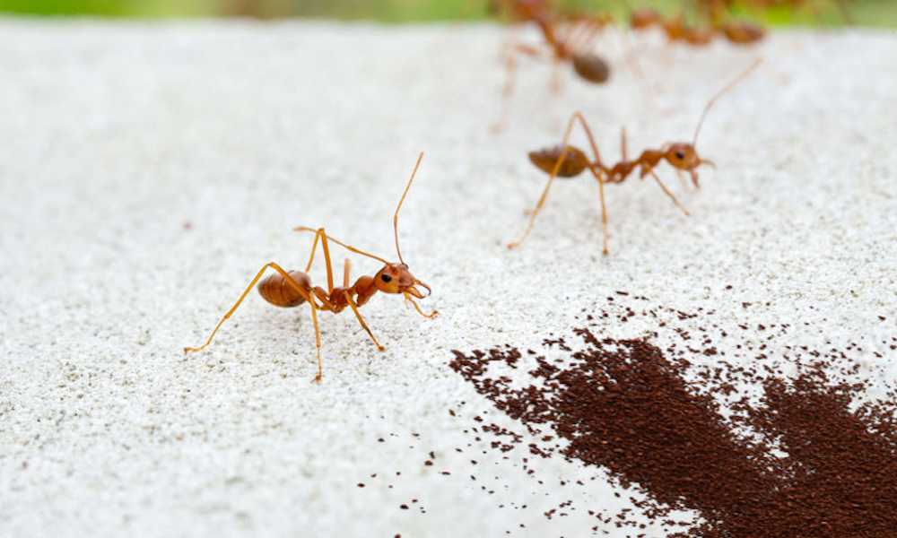 close up of ants halting at coffee grounds on ground